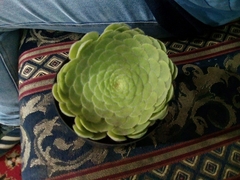 Aeonium tabuliforme
