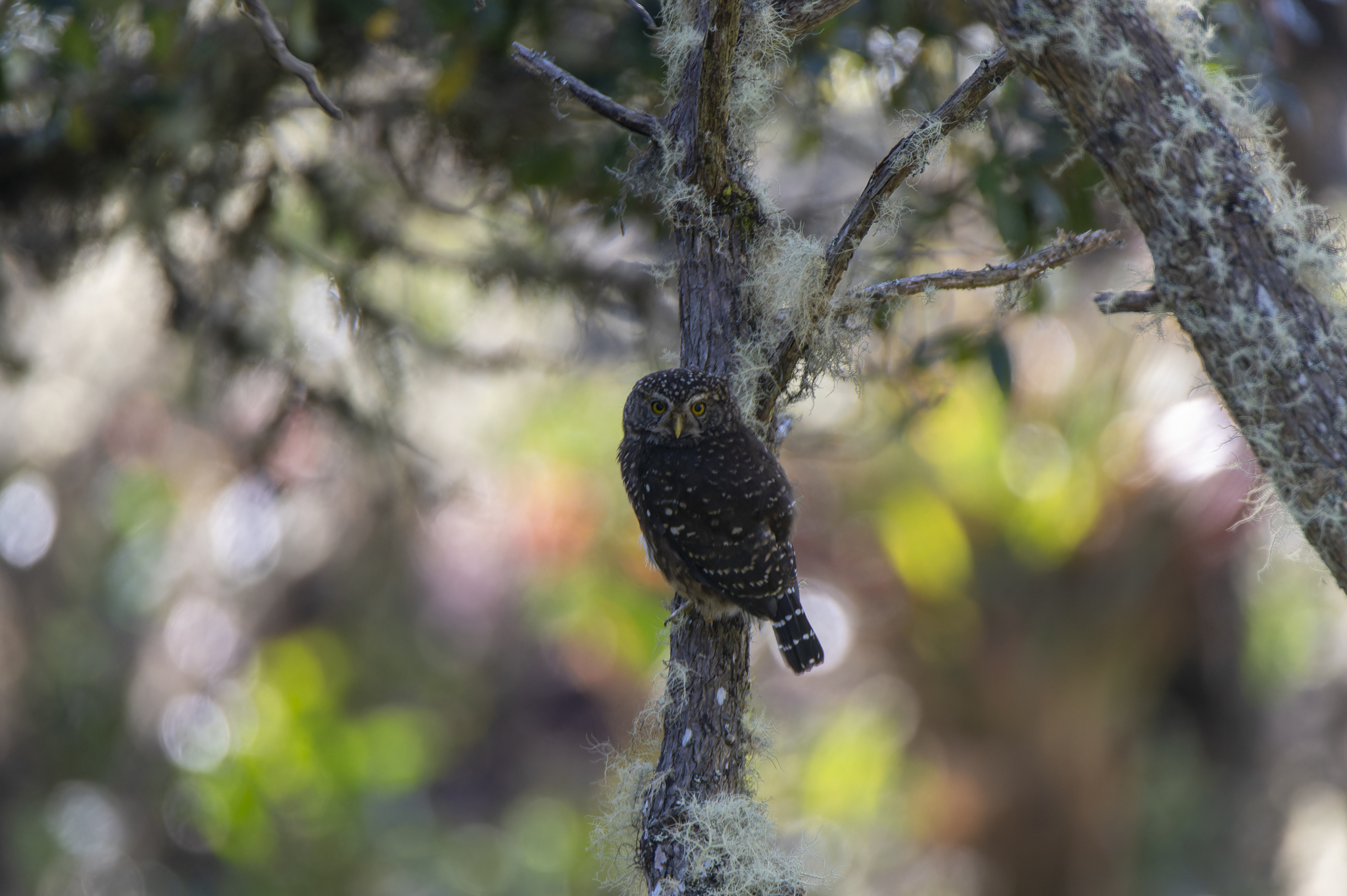 Yungas Pygmy Owl (Glaucidium bolivianum), photo 2