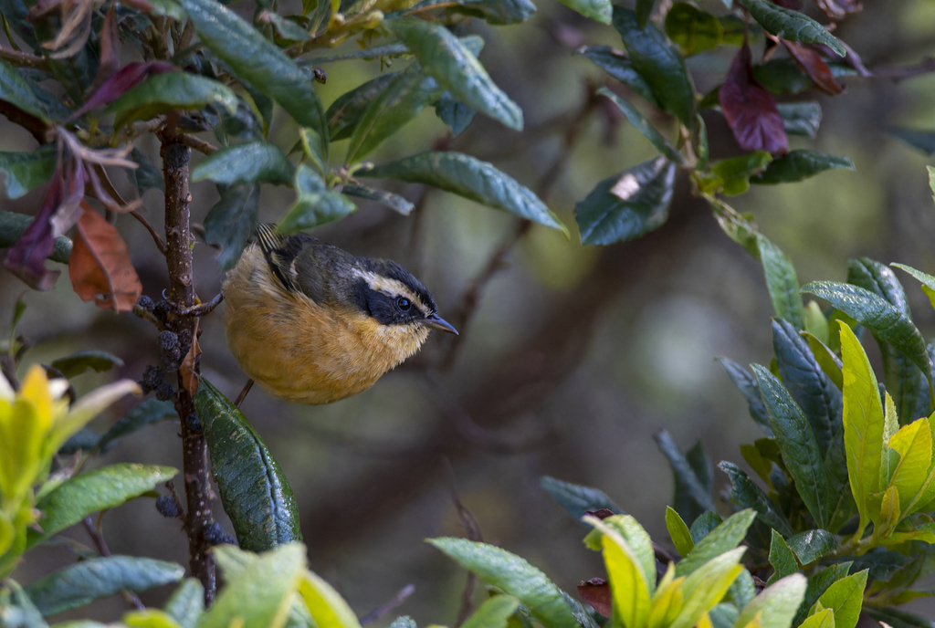 Three-striped Hemispingus photo