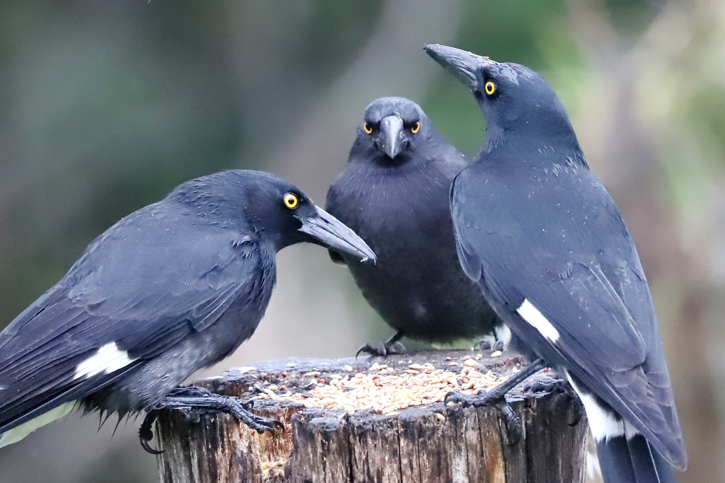 Woodswallows, Butcherbirds, and Currawongs