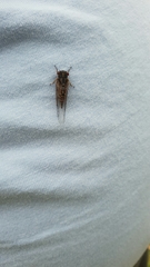 Popplepsalta notialis