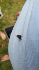 Popplepsalta notialis