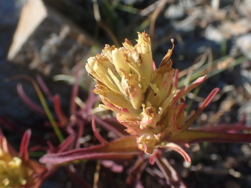 Image of Castilleja lutescens by no rights reserved