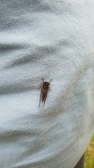 Popplepsalta notialis