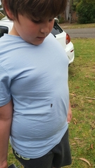 Popplepsalta notialis