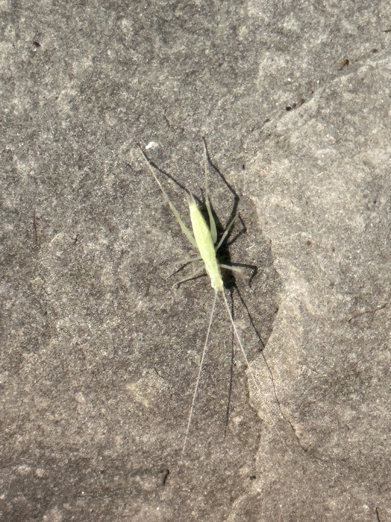 Common Tree Crickets from Cass Park, Rink and Pool, Ithaca, NY, US on