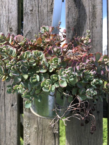 Hylotelephium cauticola iNat (2)