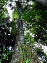 Angiospermae