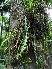 Angiospermae