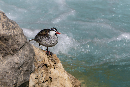 Torrent Duck