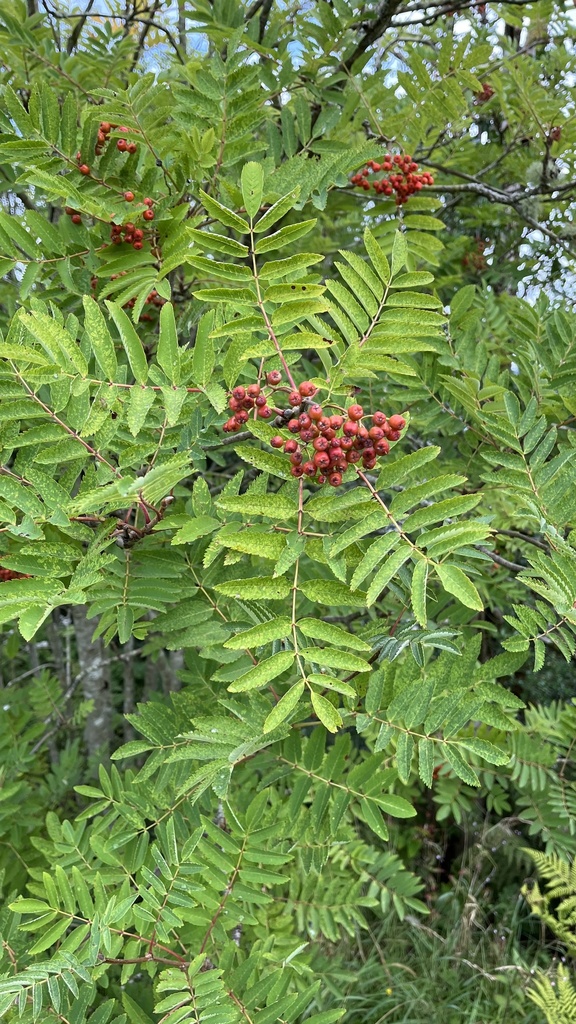 European Mountain Ash From Glenburn Road Lochgilphead Scotland GB On   Large 