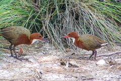 Dryolimnas cuvieri aldabranus