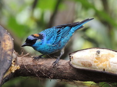 Chalcothraupis ruficervix