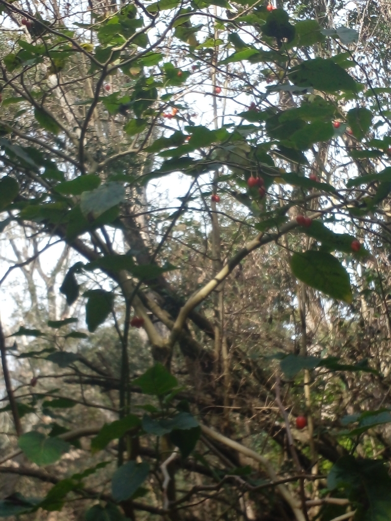 Solanum betaceum, Magdalena, Provincia de Buenos Aires, Argentina
