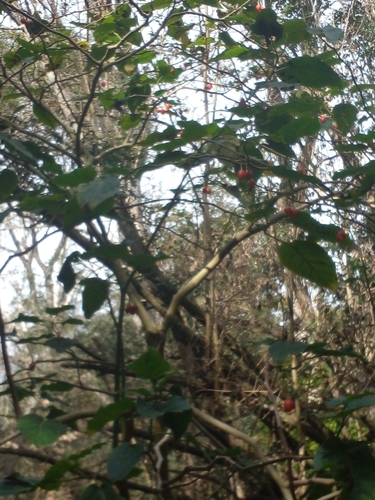 Solanum betaceum