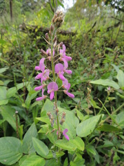 Desmodium intortum