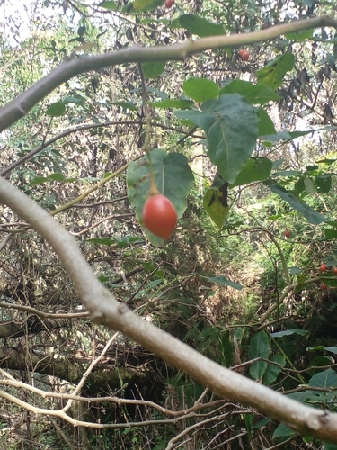 Solanum betaceum