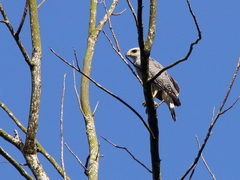 Buteo nitidus