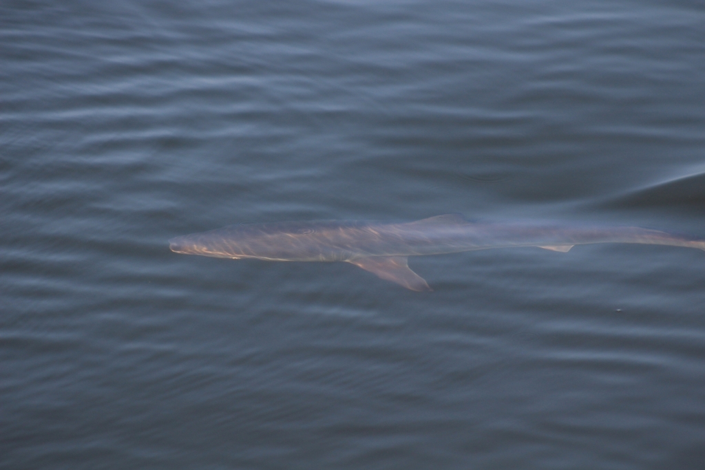 Spinner shark swimming just under the surface of calm water, seen from above