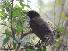Platyspiza crassirostris