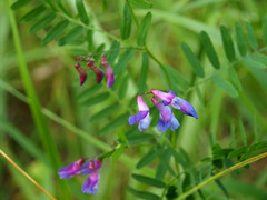 Vicia cassubica