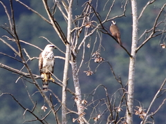 Buteo nitidus
