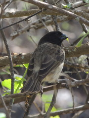 Platyspiza crassirostris