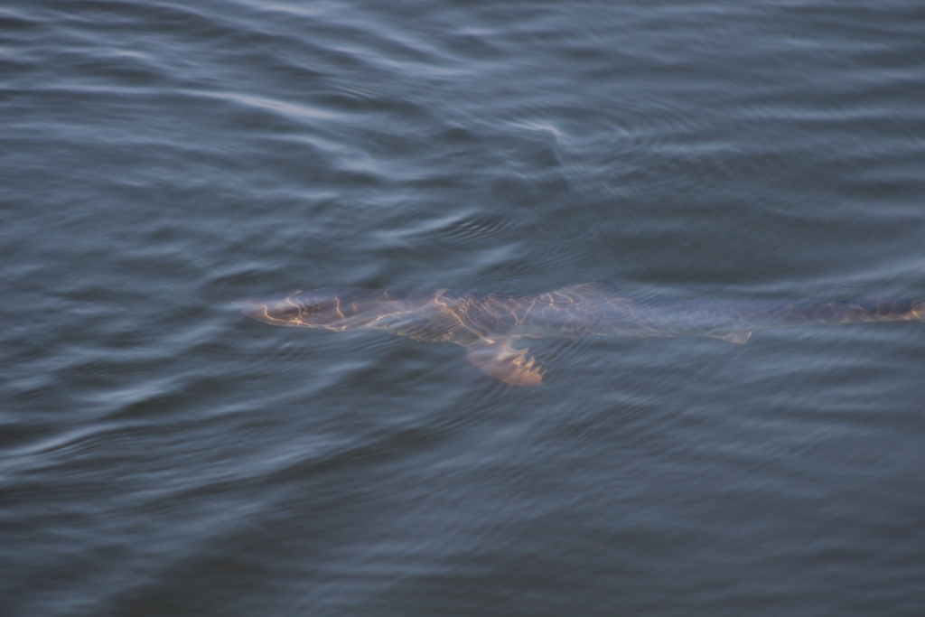 Spinner shark gliding below the surface, pectoral fin showing through the water