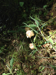 Calochortus albus