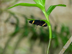 Melanis electron