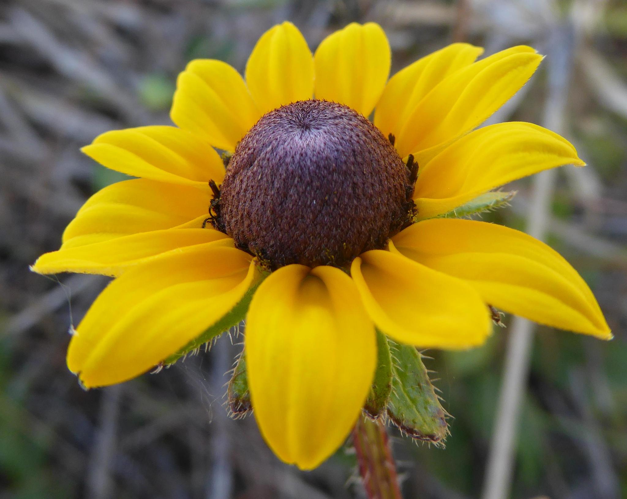Rudbeckia hirta var. floridana