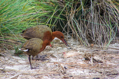 Dryolimnas cuvieri aldabranus