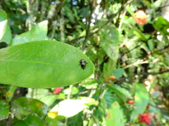 Insecta