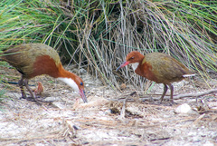 Dryolimnas cuvieri aldabranus