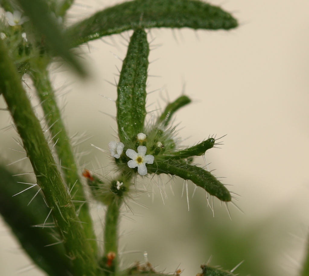 Guadalupe Cryptantha (Plants of Lake Mead National Recreation Area ...