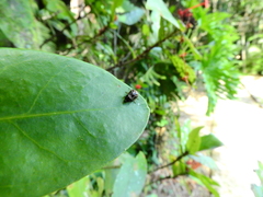 Insecta