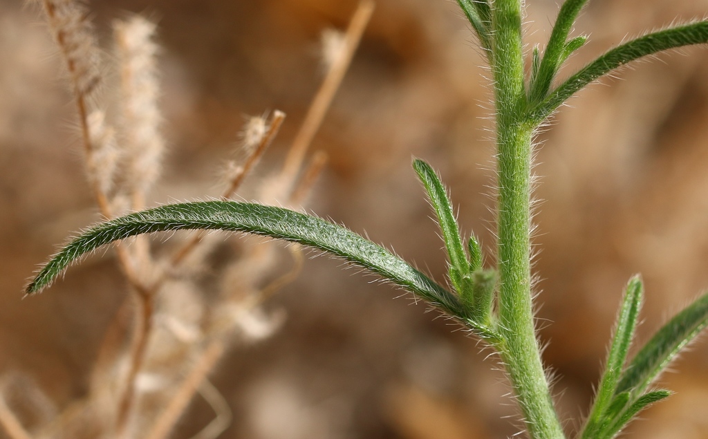 Guadalupe Cryptantha (Plants of Lake Mead National Recreation Area ...