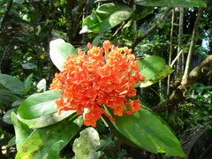 Angiospermae