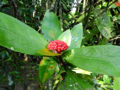 Angiospermae