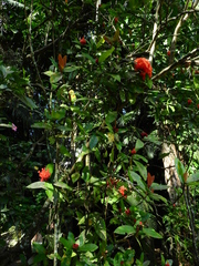 Angiospermae