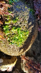 Ulva californica