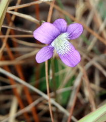 Viola septemloba