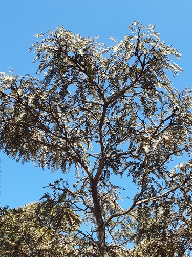 Brachystegia utilis observed 2023-07-26