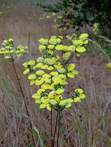 Calceolaria nudicaulis (Calceolaria nudicaulis)