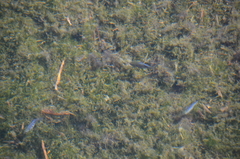 Cyprinodon nevadensis