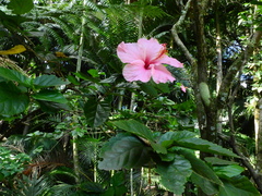 Hibiscus rosa-sinensis