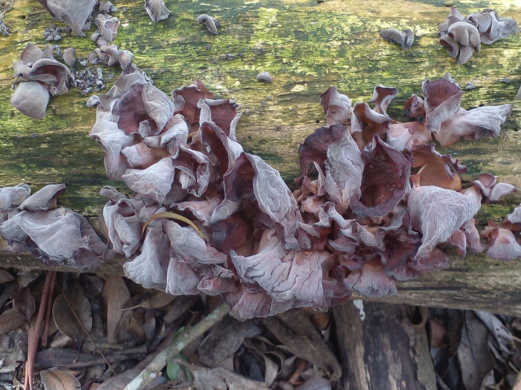 Auricularia fuscosuccinea · July 2023 · photo: © abrub (iNaturalist, cc-by-nc)