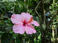 Hibiscus rosa-sinensis