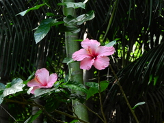 Hibiscus rosa-sinensis
