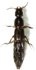 Maorothius volans